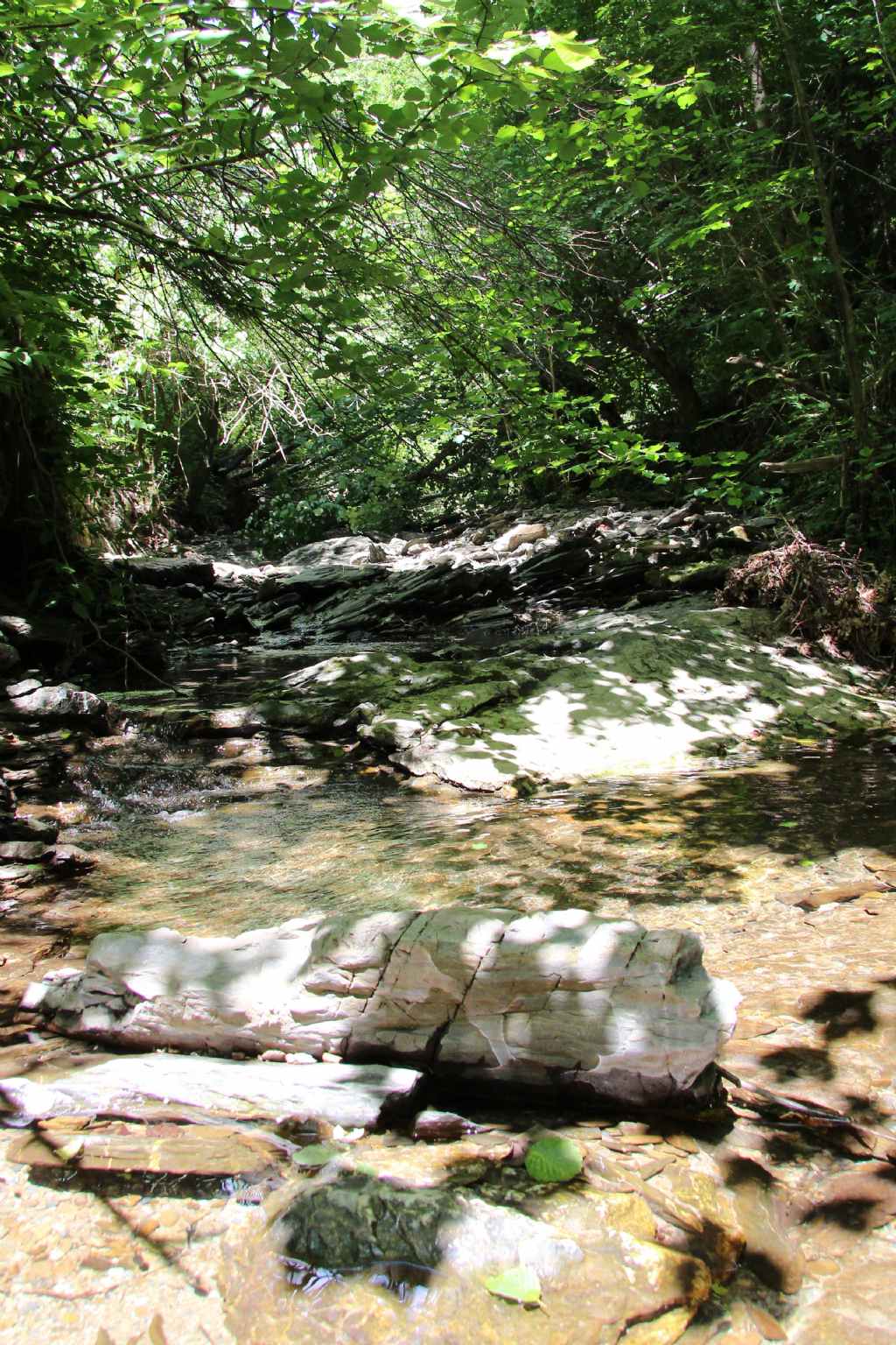 Isoperla dalla Val Trebbia (GE)